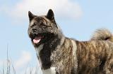 AKITA AMERICAIN 137